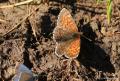 Melitaea irka ()